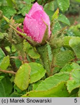 Rosa hort. Malvina