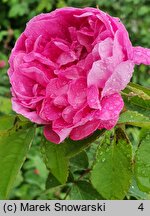 Rosa hort. Malvina