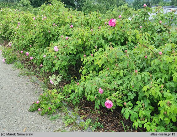 Rosa hort. Malvina
