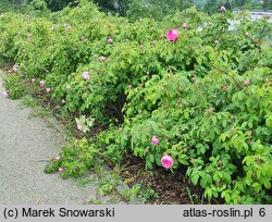 Rosa hort. Malvina