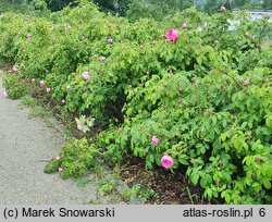 Rosa Malvina