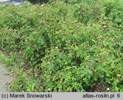 Rosa hort. Blanche Moreau