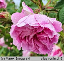 Rosa hort. Blush Damasc
