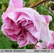 Rosa hort. Blush Damasc