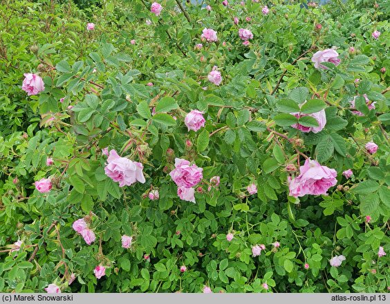 Rosa hort. Blush Damasc