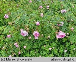 Rosa hort. Blush Damasc