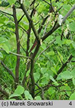 Cercis canadensis (judaszowiec amerykański)