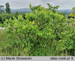 Cercis canadensis (judaszowiec amerykański)