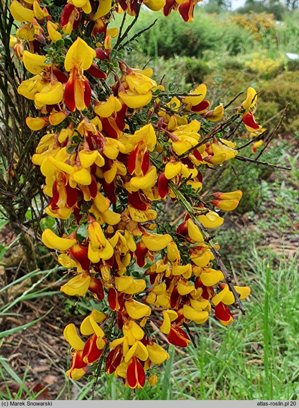 Cytisus Firefly