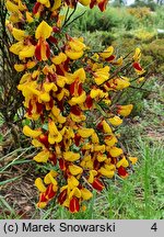 Cytisus Firefly