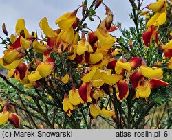 Cytisus Firefly