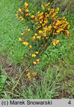 Cytisus Firefly