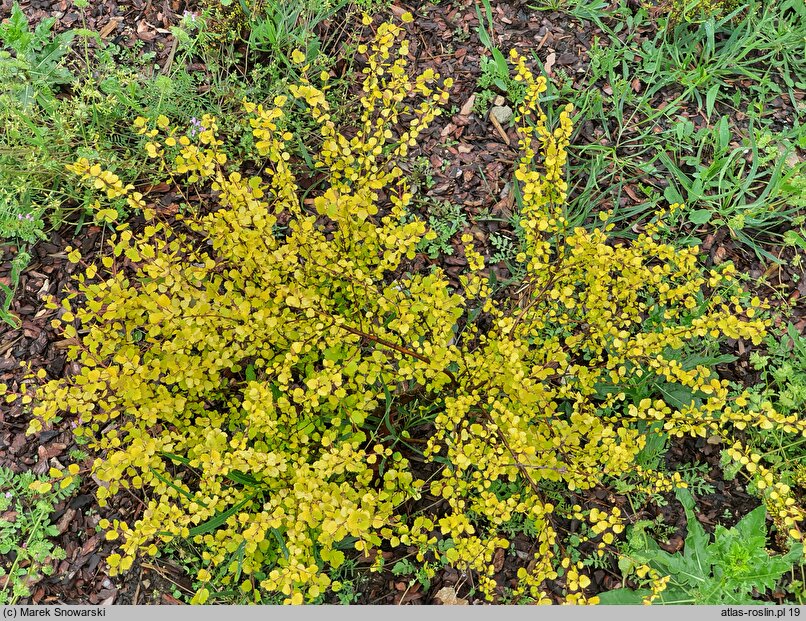 Betula nana Golden Treasure