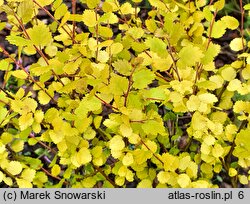 Betula nana Golden Treasure