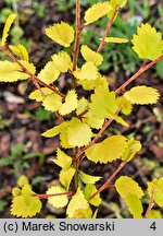 Betula nana Golden Treasure