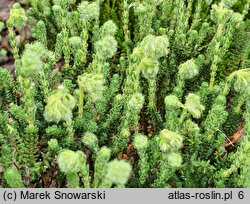 Erica tetralix Alba