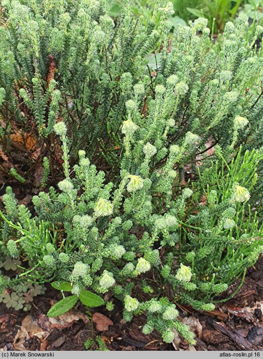 Erica tetralix Alba