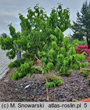 Heptacodium miconioides (heptakodium chińskie)