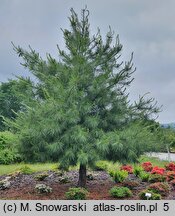 Pinus wallichiana (sosna himalajska)