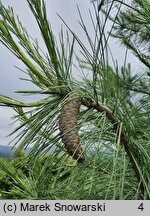 Pinus wallichiana (sosna himalajska)