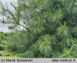 Pinus wallichiana (sosna himalajska)