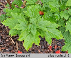 Acer diabolicum (klon kosmaty)