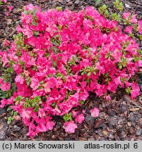 Rhododendron hort. Aleksander