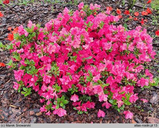 Rhododendron hort. Aleksander