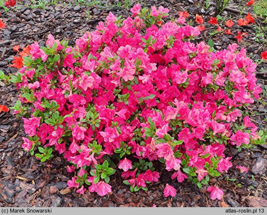 Rhododendron Aleksander