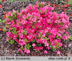 Rhododendron hort. Aleksander