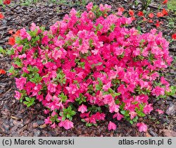 Rhododendron Aleksander