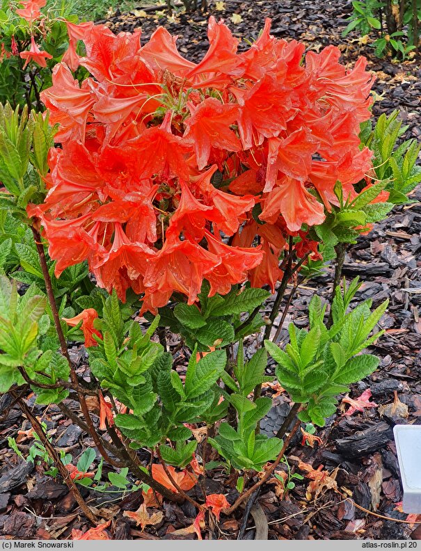 Rhododendron hort. Spek's Orange