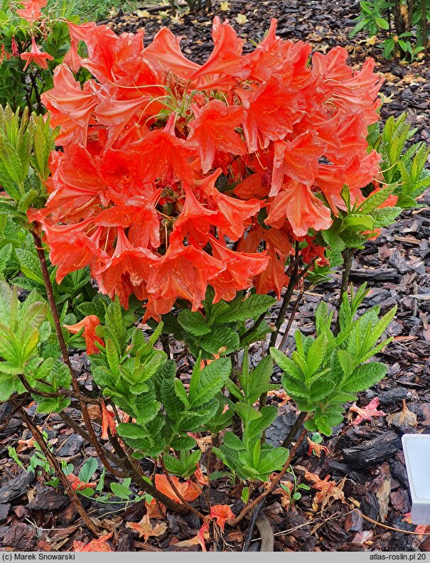 Rhododendron Spek's Orange