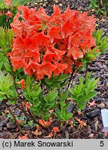 Rhododendron hort. Spek's Orange