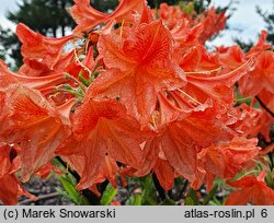 Rhododendron hort. Spek's Orange
