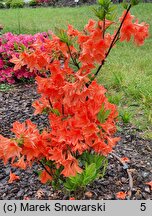 Rhododendron hort. Spek's Orange