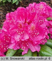 Rhododendron hort. August Lamken