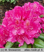 Rhododendron August Lamken