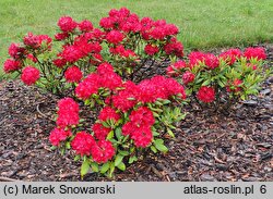 Rhododendron hort. Baden-Baden