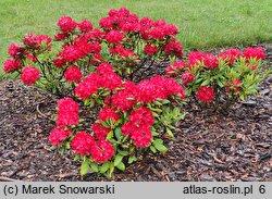 Rhododendron Baden-Baden