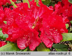Rhododendron hort. Baden-Baden