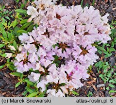 Rhododendron hort. Caroline Allbrook