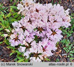 Rhododendron Caroline Allbrook