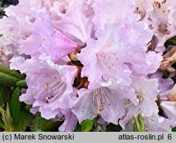 Rhododendron hort. Caroline Allbrook