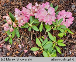 Rhododendron Fantastica