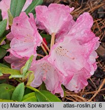 Rhododendron hort. Fantastica