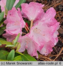 Rhododendron Fantastica