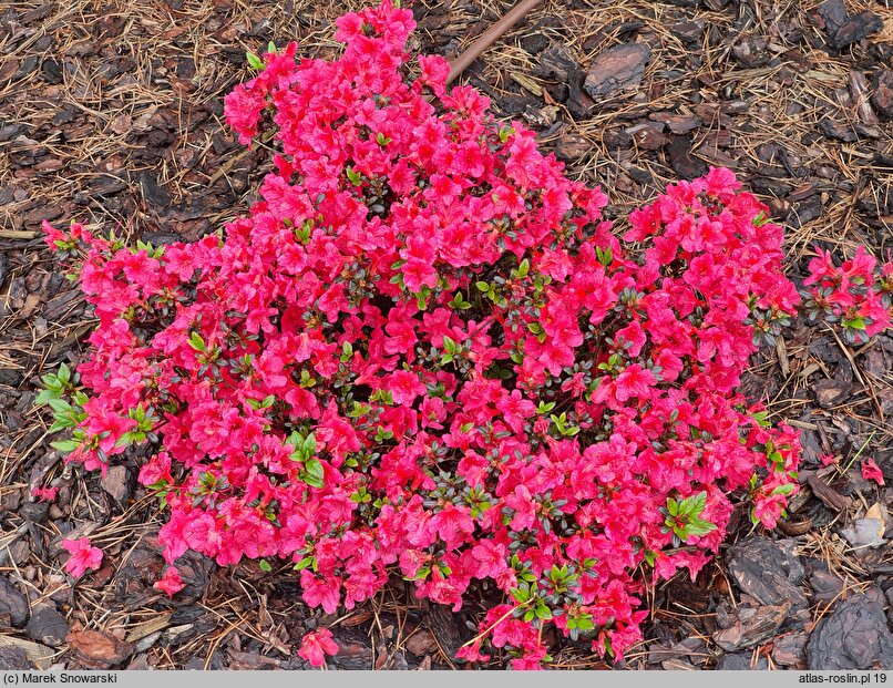 Rhododendron Stewartstonian