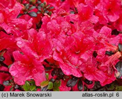 Rhododendron hort. Stewartstonian