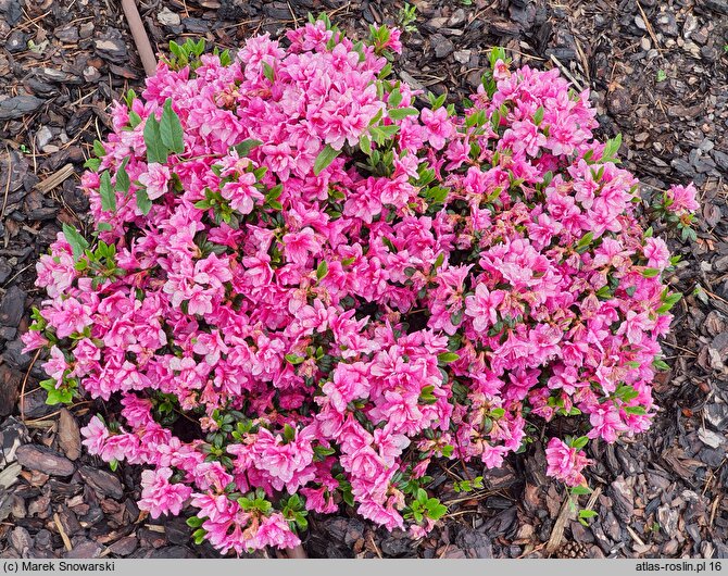 Rhododendron hort. Herbert